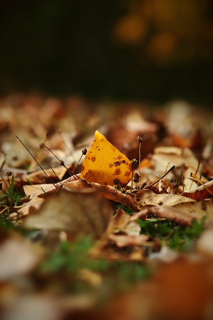 育文化的发 育文化的发