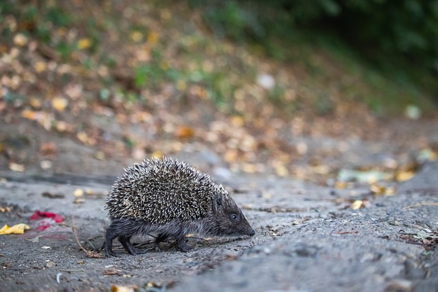 两代传奇的 两代传奇的